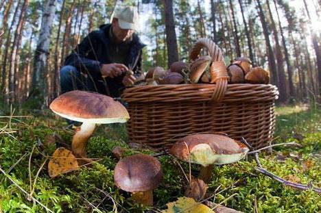 Вінничанам варто пам’ятати про ризики, пов’язані зі споживанням грибів