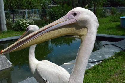 Опікуни для кумедних «рибоїдів»: пелікани з Подільського зоопарку познайомились з «Бідняжками»