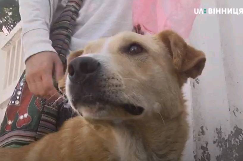 У Вінниці рахували безпритульних собак