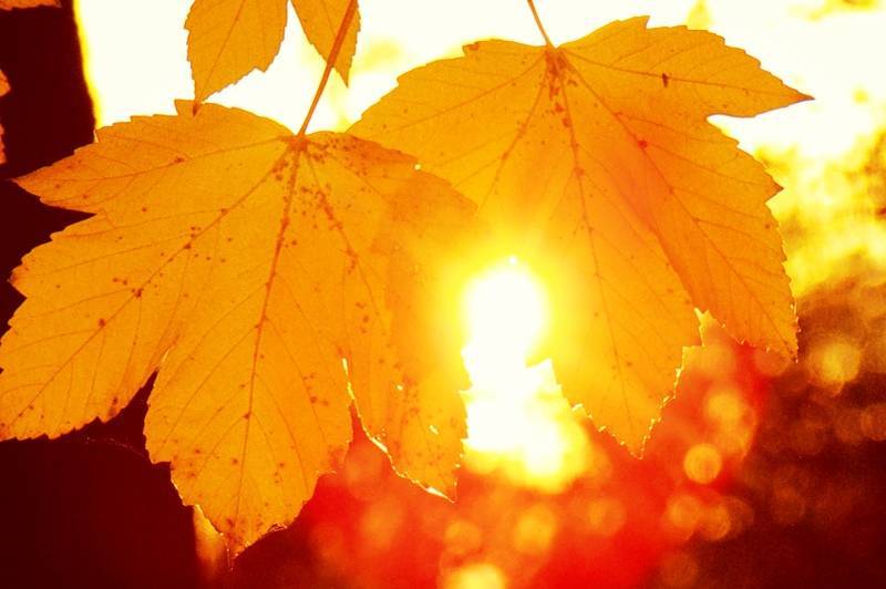 В перші осінні вихідні синоптики обіцяють сонячну та теплу погоду