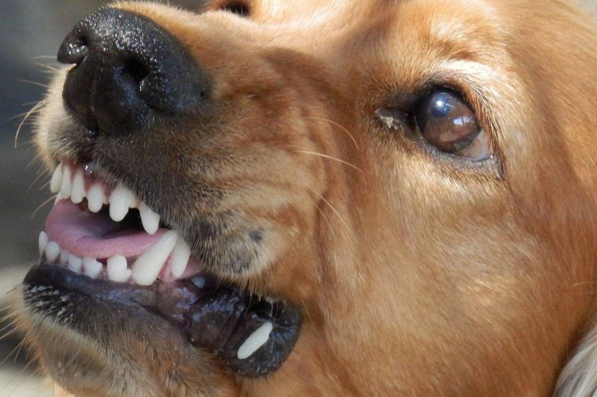 У Вінниці зафіксовано випадок сказу у домашньої собаки