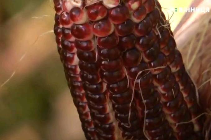 Селекціонер з Вінниці вирощує близько 200 сортів кукурудзи