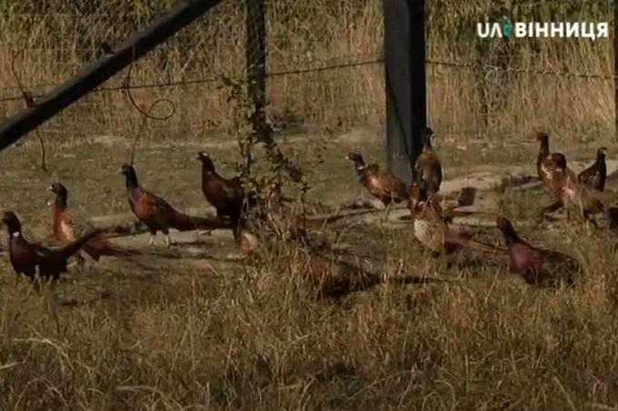 В дику природу випустили фазанів та ланей на Вінниччині