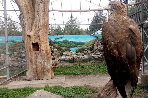 Вольєри з птахами у Подільському зоопарку прикрасили декоративним дизайном