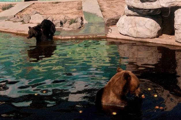 У Подільському зоопарку поповнення - медведиця Умка стала мамою 
