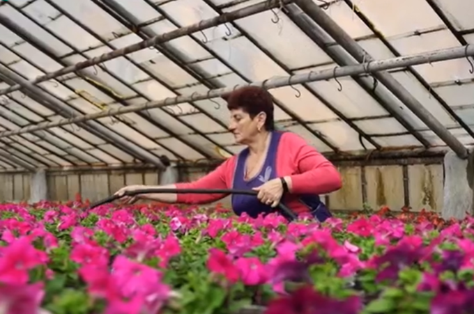 Понад 150 тисяч квітів висадять у Вінниці 


