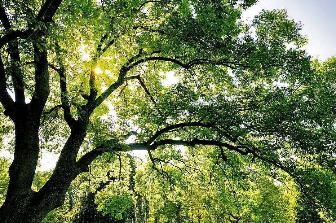 Цьогоріч у Вінниці планують знести більше 1,6 тисячі дерев 

