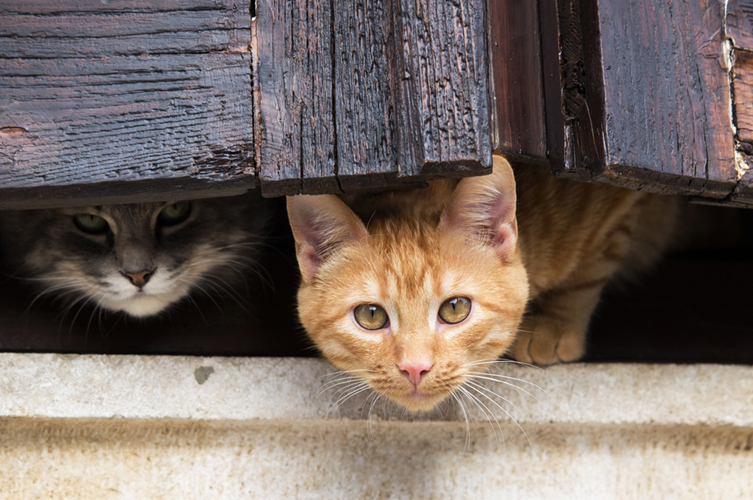 У Вінницькій ОТГ планують безкоштовно стерилізувати безпритульних кішок 

