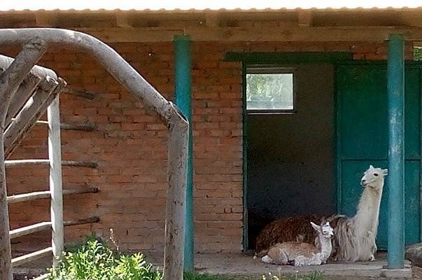 У Вінницькому зоопарку поповнення - народилася лама 

