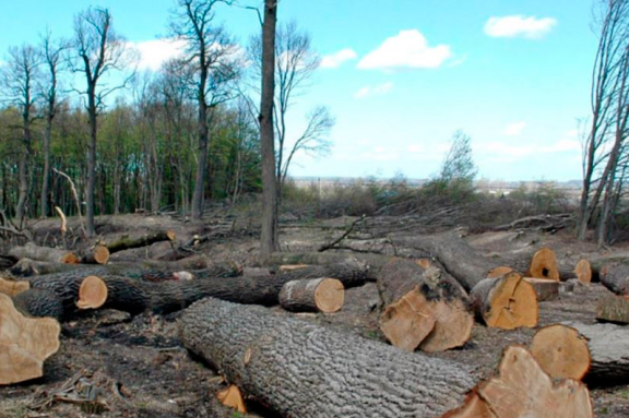 У Вінницькій області незаконно вирубали дерев на понад 12 мільйонів гривень 

