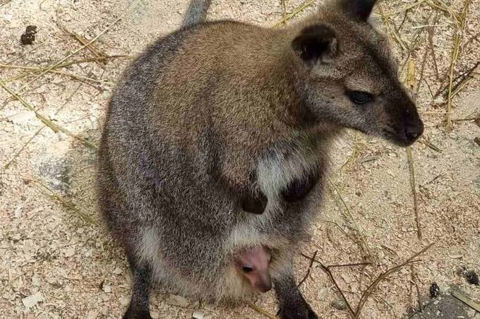 Поки ховається в сумці від холоду: у Вінницькому зоодворику вперше народилося кенгуру 

