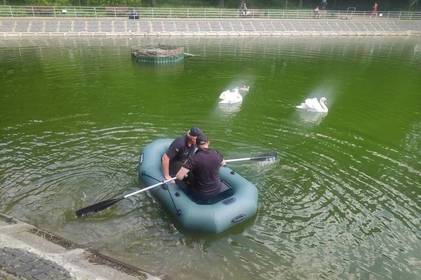 Вінницькі рятувальники визволили лебедя на озері в центрі міста 


