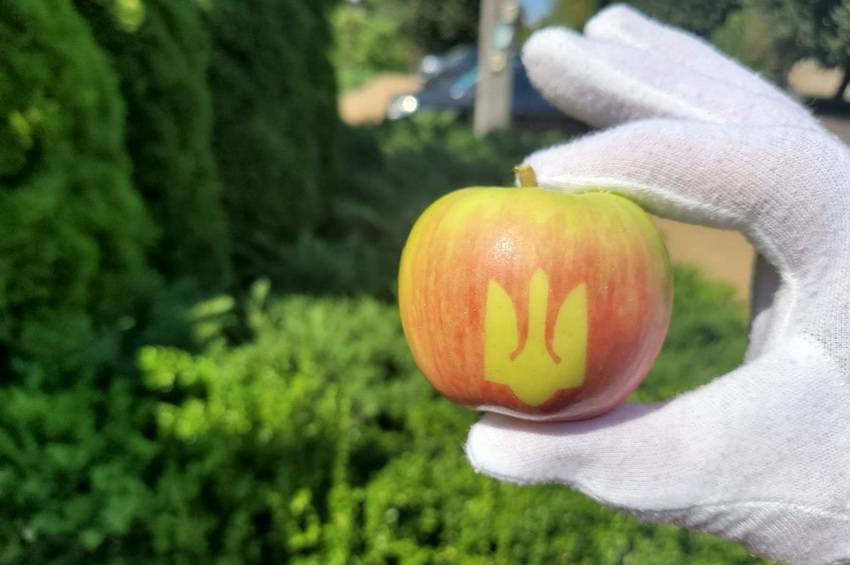 Підприємці на Вінниччині виростили яблука з тризубом  

