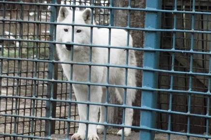Молода пара вовків у Подільському зоопарку отримали нове житло