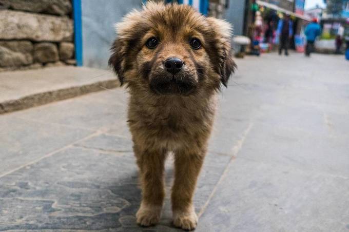 У Вінниці стерилізують близько 250 безпритульних собак 