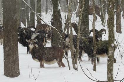 У лісах Вінниччини дедалі більше з'являється  екзотичних для регіону тварини