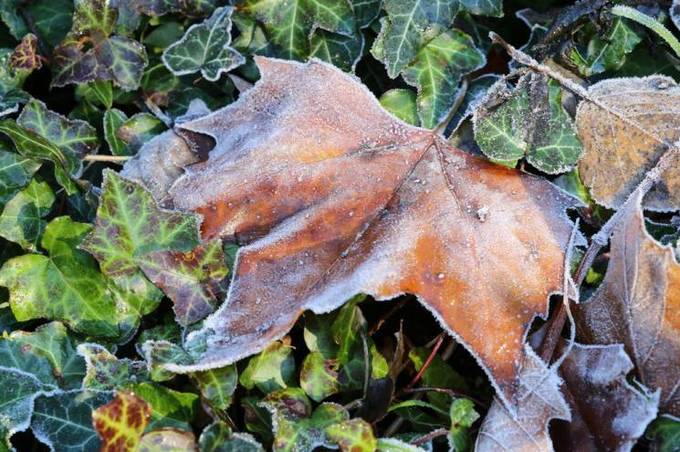 Цього тижня синоптики прогнозують у Вінниці  заморозки на поверхні грунту