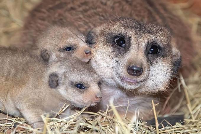 Подільський зоопарк поповнився двома малюками-сурікатами
