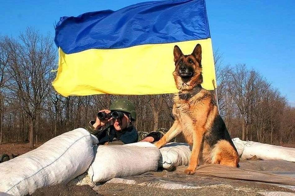 Чотирилапі захисники України. Фото