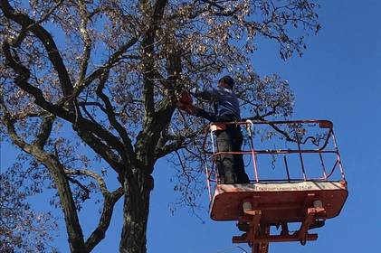 Цьогоріч весняну обрізку дерев провели на 30-ти вулицях Вінниці