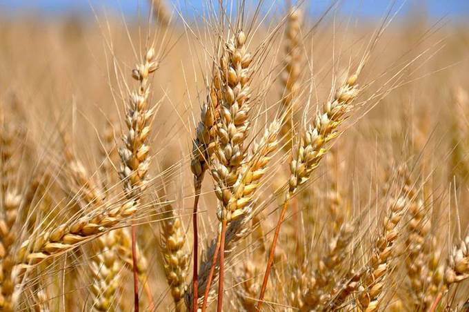 Аграрії Вінниччини готові експортувати близько 1,75 мільйона тонн зерна