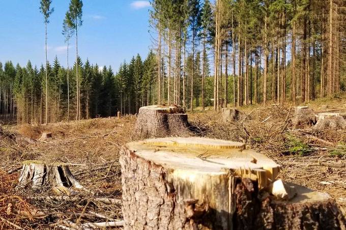 На Вінниччині незаконно зрубали дерев на півмільйона гривень 