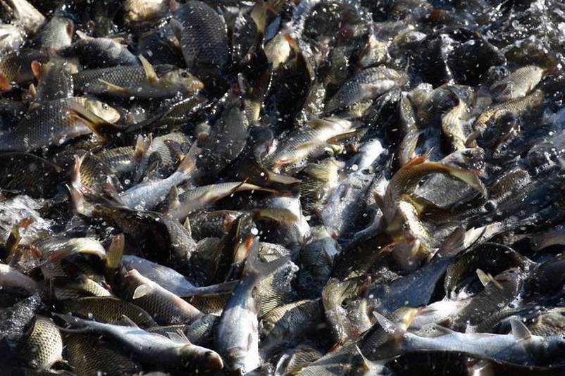 У Ладижинське водосховище випустять 5 тонн риби 