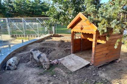 У Вінницькому зоопарку народились декоративні в’єтнаміські свинки 
