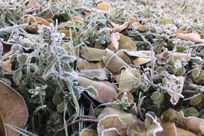 На Вінниччині прогнозують заморозки на ґрунті 