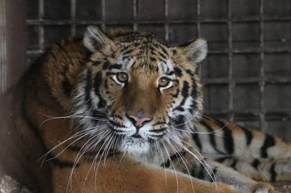 Вінничан запрошують до Подільського зоопарку разом будувати вольєри для тигриці та ягуара 