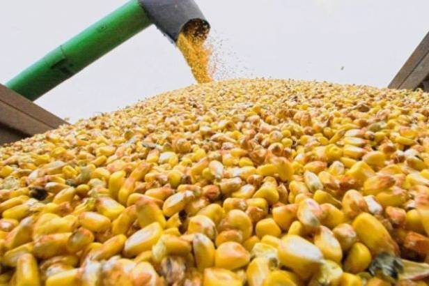 Вінниччина попереду всіх областей України за показниками врожайності кукурудзи
