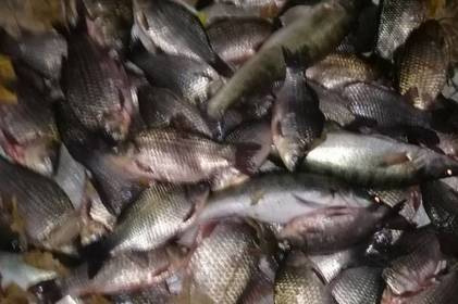 У Жмеринському районі чоловік незаконно наловив риби на 110 тисяч гривень