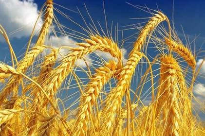 3,7 млн тонн – аграрії Вінниччини намолотили найбільше зернових в Україні