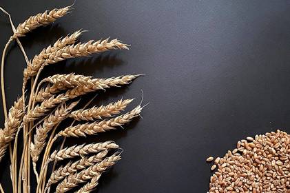 Високоврожайне насіння посівної ярої пшениці
