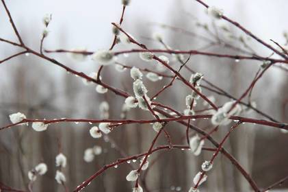 Сьогодні у Вінниці прохолодно та слизько: прогноз погоди на 27 лютого Сьогодні у Вінниці прохолодно та слизько: прогноз погоди на 27 лютого
