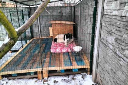 Вінничанин Павло Конопко прихистив двох собак із притулку для тварин Вінничанин Павло Конопко прихистив двох собак із притулку для тварин