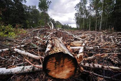 На Вінниччині незаконна рубка дерев призвела до збитків у 168 тисяч гривень