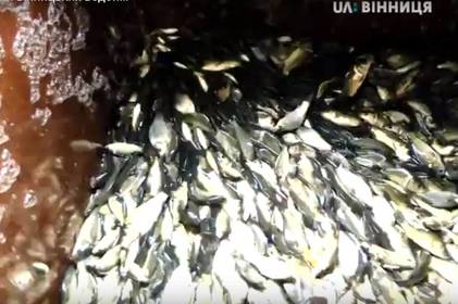 Як відбувається зариблення вінницьких водойм? Як відбувається зариблення вінницьких водойм?