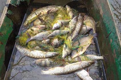 На Вінниччині браконьєр наловив риби на 78 тисяч гривень