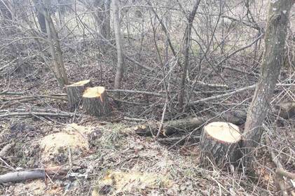 Шкода на понад мільйон гривень: на Вінниччині виявили назаконну вирубку дерев