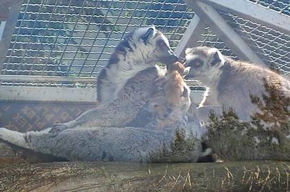 У Подільському зоопарку в родині лемурів котячих вперше народився малюк (Фото)