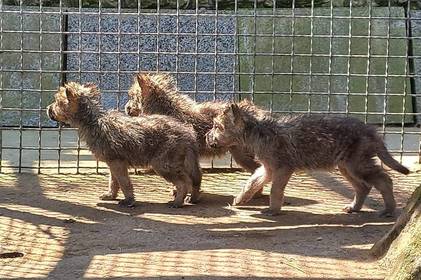 У Подільському зоопарку виходили новонароджених вовченят, які втратили маму