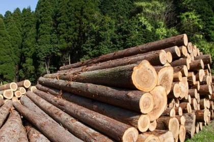На Вінниччині працівники лісового господарства незаконно вирубували та продавали ліс
