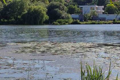 Екологи проводять дослідження зелених плям на поверхні Південного Бугу у Вінниці
