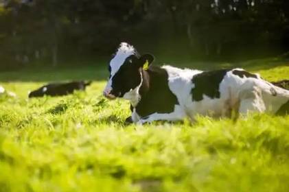 На Вінниччині корова впала в яму: її визволяли 5 рятувальників