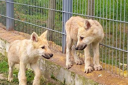 Підросли та зміцніли: в Подільському зоопарку показали вовченят, які залишились без матері