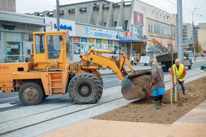 На вулиці Замостянській розпочали висаджувати молоді дерева