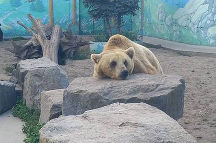 В Подільському зоопарку розповіли, як тварини переживають аномальну спеку
