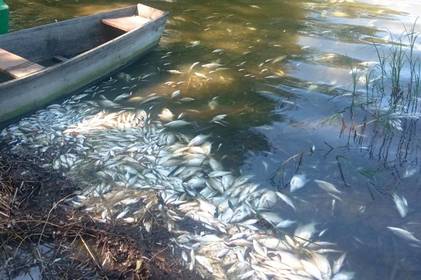 Масовий мор риби виявили на Ладижинському водосховищі у Вінницькій області