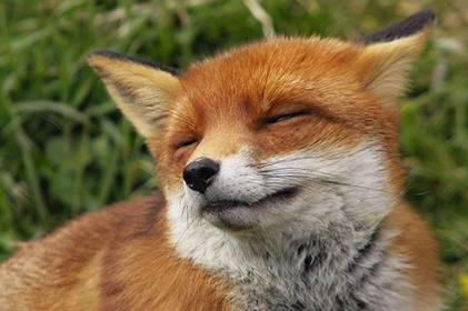 В жовтні на Вінниччині почнеться масовий відстріл лисиць: лісівники пояснили, у чому причина